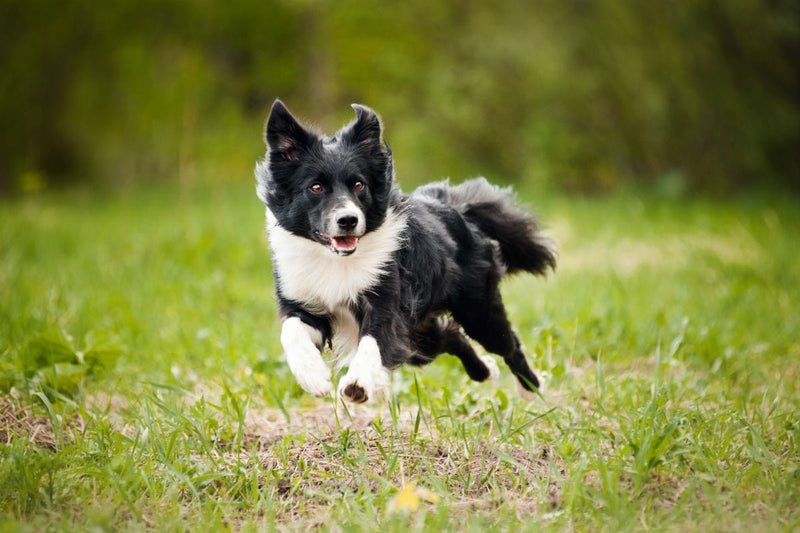 Tips for Putting Weight on Your Underweight Dog